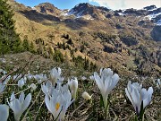 22 Sul sent. 217 primi Crocus vernus (Zafferano maggiore) bianchi 